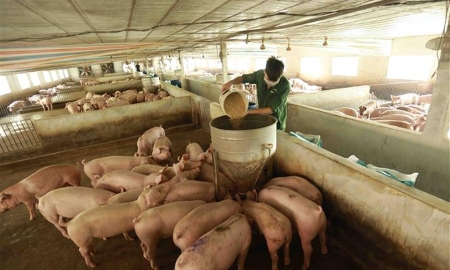 Chăn nuôi quy mô trang trại và công nghiệp tăng nhanh. Ảnh minh họa.