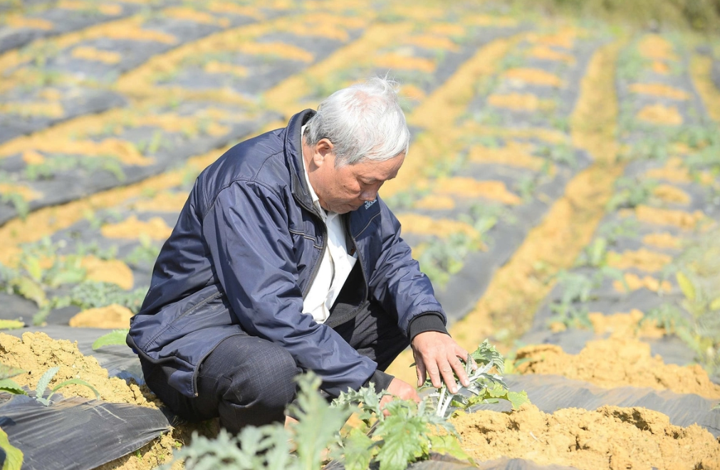 Ông Bùi Văn Phấn, kiểm tra tình hình sinh trưởng của cây atiso trên diện tích liên kết sản xuất tại xã Cổ Lũng. Ảnh: Nguyễn Thuấn.