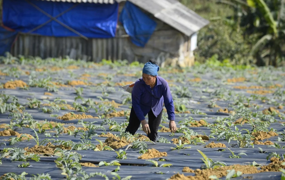Cây atiso được trồng tập trung tại thôn Son, xã Cổ Lũng, bước đầu cho thấy khả năng thích nghi tốt với điều kiện khí hậu, thổ nhưỡng địa phương. Ảnh: Nguyễn Thuấn.