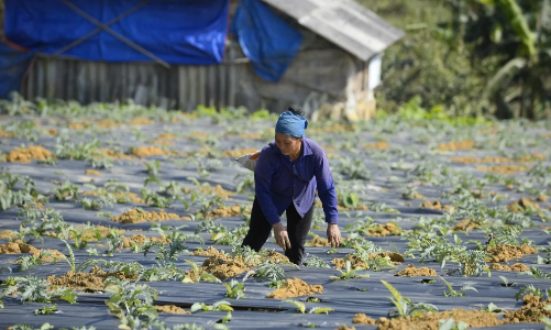 Thanh Hóa: Liên kết trồng atiso giúp người dân Cổ Lũng nâng cao thu nhập