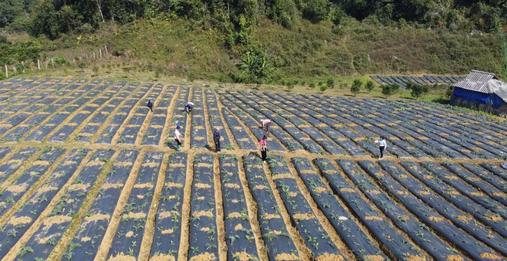 Cánh đồng atiso tại xã Cổ Lũng đang từng bước hình thành vùng dược liệu tập trung. Ảnh: Nguyễn Thuấn.