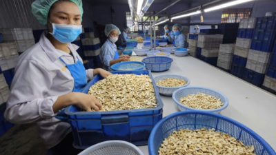 Vietnam’s cashew industry eyes $5 bln export target by 2026 amid market risks