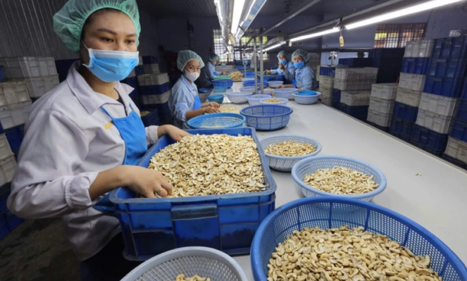 Vietnam’s cashew industry eyes $5 bln export target by 2026 amid market risks