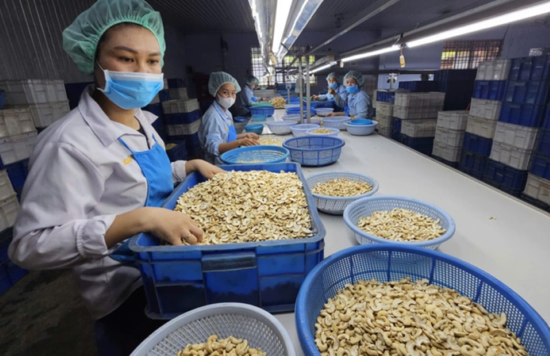 Vietnam’s cashew industry eyes $5 bln export target by 2026 amid market risks