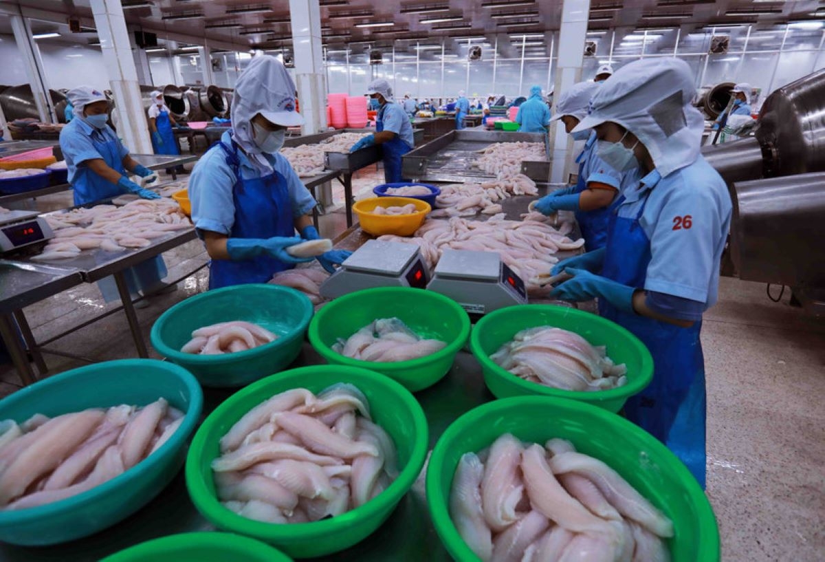 Xuất khẩu thuỷ sản đang gặp nhiều áp lực.