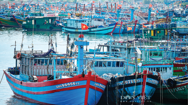 Giá dầu tăng mạnh, nhiều ngư dân “bỏ biển” chờ giải pháp