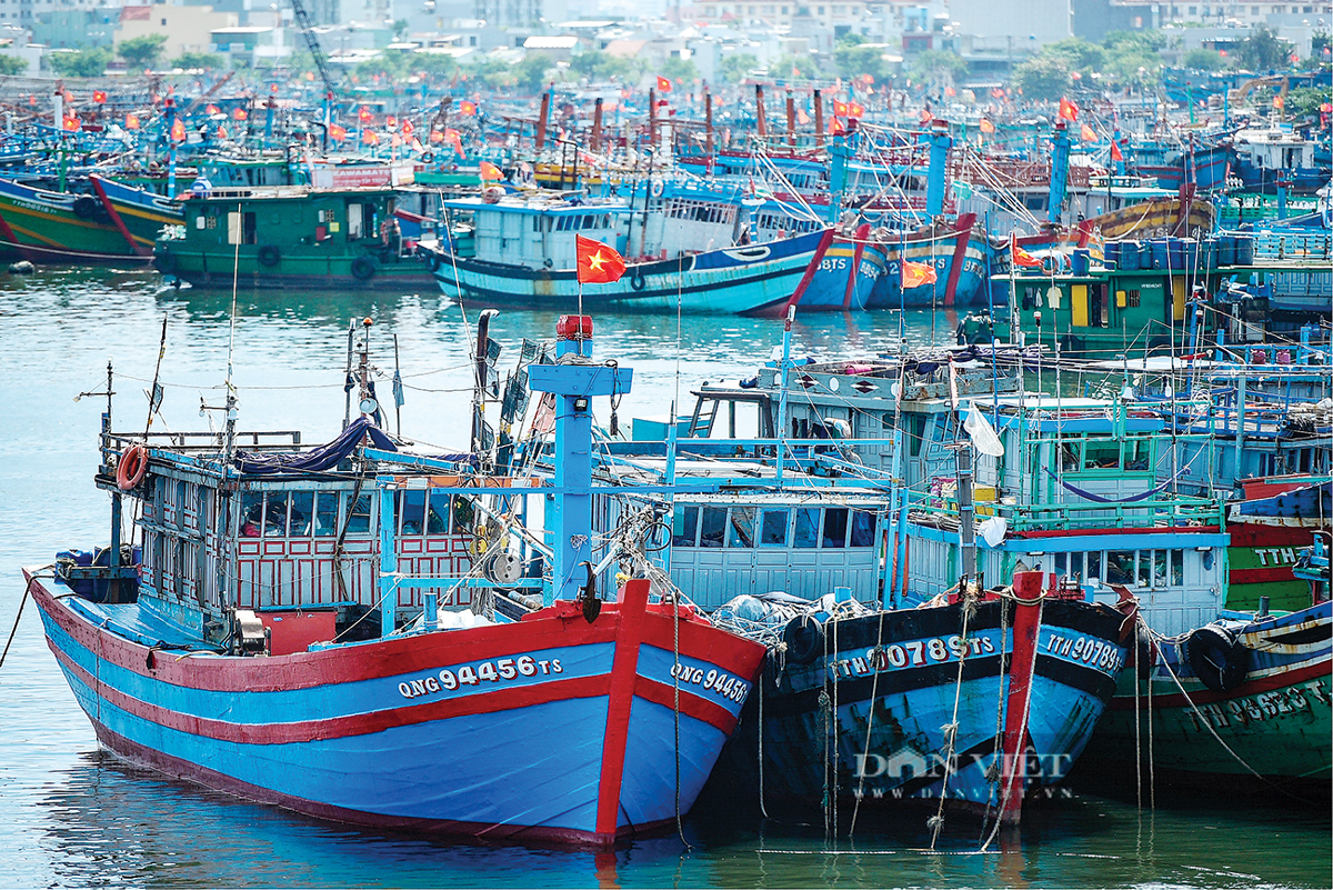 Nhiều tàu cá nằm bờ, không dám ra khơi.
