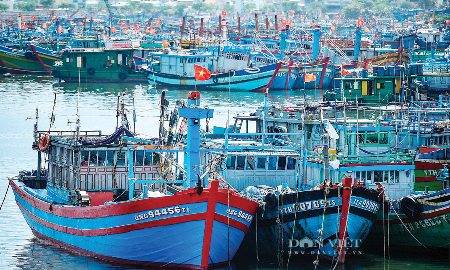 Nhiều tàu cá nằm bờ, không dám ra khơi.