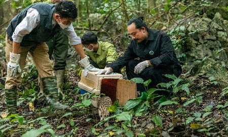 Mục tiêu tối thượng của bảo tồn là đưa các cá thể động vật hoang dã trở lại ngôi nhà thực sự- nơi chúng thực hiện vai trò sinh thái vốn có để duy trì sự sống của cánh rừng. Ảnh minh họa