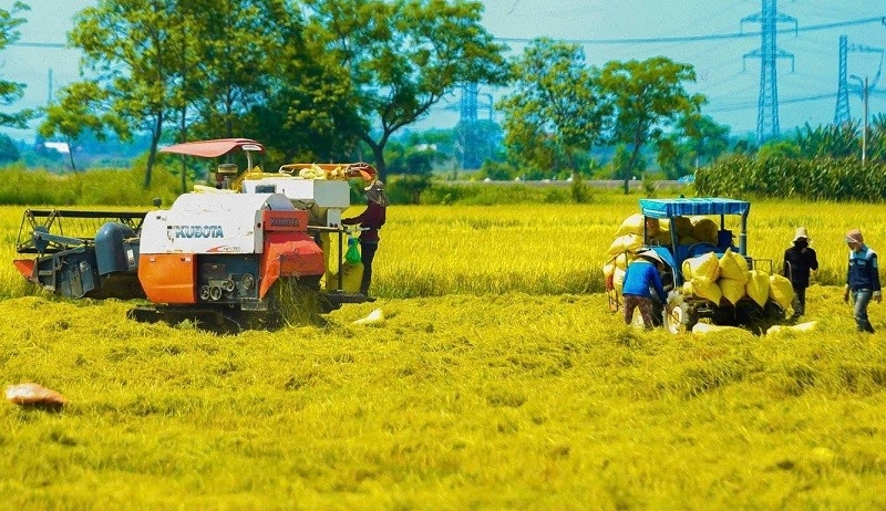 Các tỉnh Đồng bằng Sông Cửu Long đang thu hoạch rộ lúa vụ Đông Xuân. Ảnh minh họa.