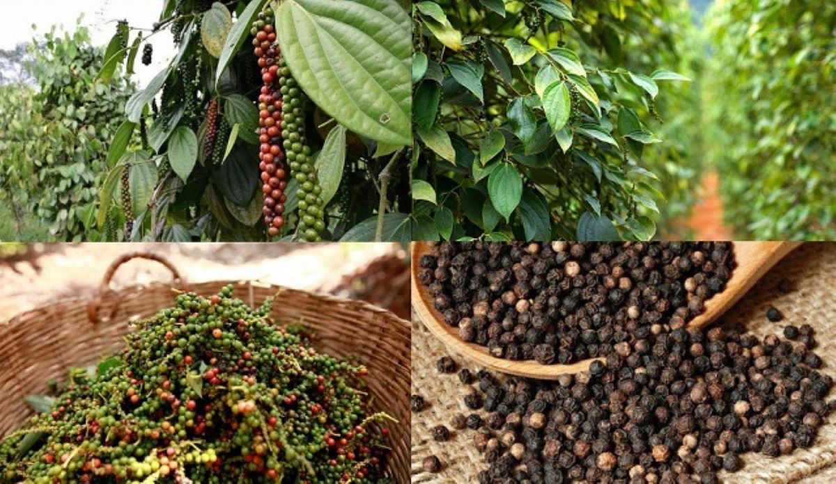 Xuất khẩu hạt tiêu vẫn đang tăng trưởng mạnh.