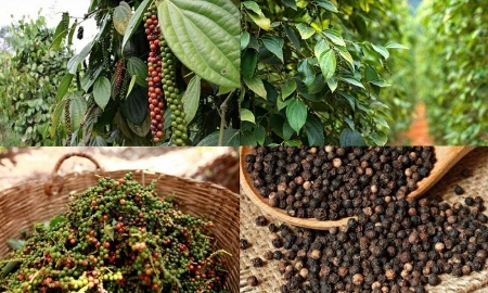 Xuất khẩu hạt tiêu vẫn đang tăng trưởng mạnh.