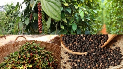 Vietnam consolidates its position as a global pepper hub