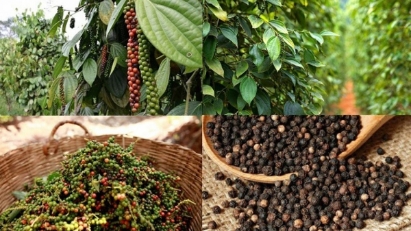 Vietnam consolidates its position as a global pepper hub