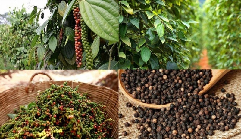 Vietnam consolidates its position as a global pepper hub