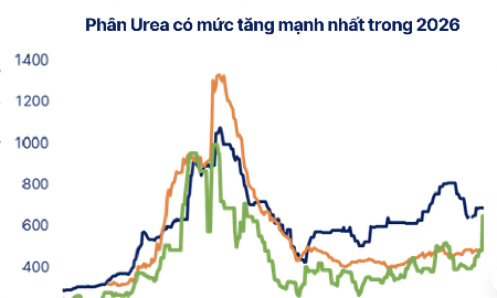 Dự báo giá phân bón quay lại đỉnh cũ 2022 do xung đột tại Trung Đông?