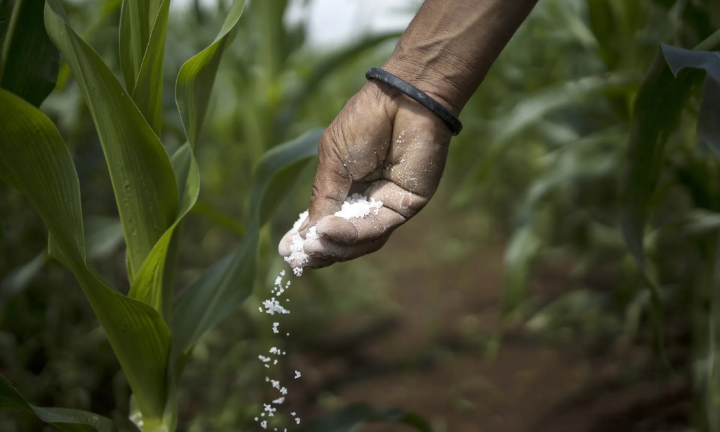 Giá phân bón tăng mạnh do xung đột, Nga “trúng đậm”