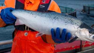 Vietnam emerges as fastest-growing market for Norwegian salmon in Southeast Asia