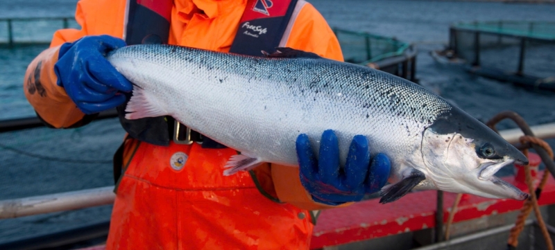 Vietnam emerges as fastest-growing market for Norwegian salmon in Southeast Asia