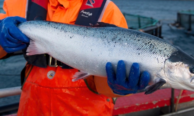 Vietnam emerges as fastest-growing market for Norwegian salmon in Southeast Asia