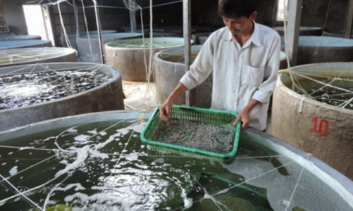 Tái cấu trúc sản xuất giống để ngành thủy sản tăng sức cạnh tranh