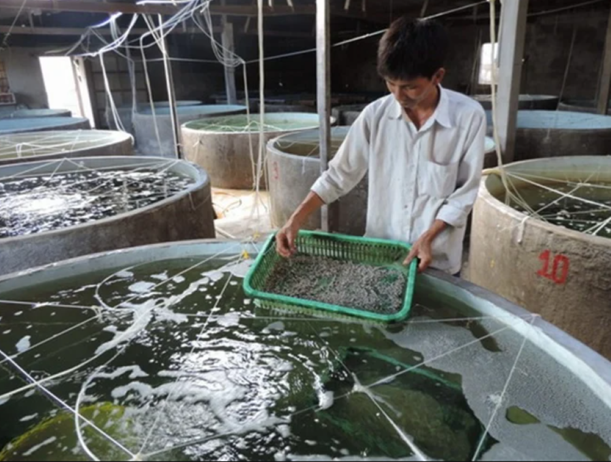 Cần tái cấu trúc hệ thống sản xuất giống thuỷ sản.