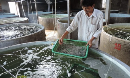 Cần tái cấu trúc hệ thống sản xuất giống thuỷ sản.