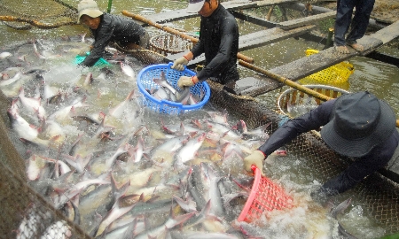 Nuôi trồng thủy sản đang đóng vai trò động lực tăng trưởng chính của toàn ngành, với các sản phẩm chủ lực như tôm nước lợ và cá tra tiếp tục dẫn dắt xuất khẩu. Ảnh: Thiên Ân