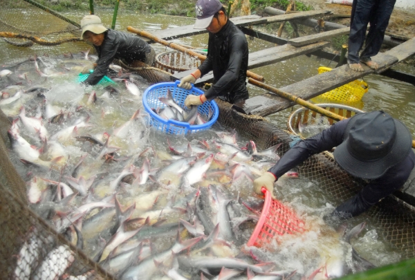 Nuôi trồng thủy sản đang đóng vai trò động lực tăng trưởng chính của toàn ngành, với các sản phẩm chủ lực như tôm nước lợ và cá tra tiếp tục dẫn dắt xuất khẩu. Ảnh: Thiên Ân