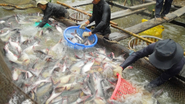 Ứng dụng công nghệ cao và cách mạng AI trong nuôi trồng thủy sản