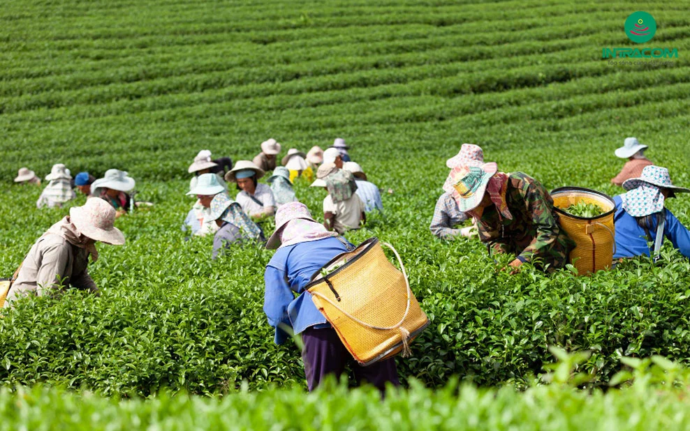 Nhiều tổ chức sẵn sàng cho vay, nhưng yêu cầu doanh nghiệp phải đáp ứng các tiêu chuẩn ESG – điều mà nhiều đơn vị hiện chưa đủ năng lực thực hiện. Ảnh minh họa