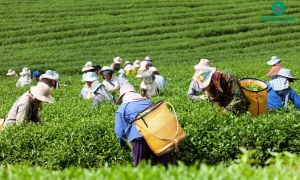 Nhiều tổ chức sẵn sàng cho vay, nhưng yêu cầu doanh nghiệp phải đáp ứng các tiêu chuẩn ESG – điều mà nhiều đơn vị hiện chưa đủ năng lực thực hiện. Ảnh minh họa