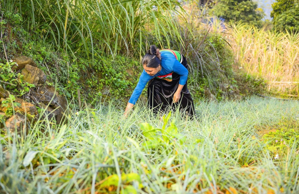 Bà Hà Thị Son tỉ mỉ nhổ cỏ, chăm sóc rau theo hướng canh tác an toàn. Ảnh: Nguyễn Thuấn.