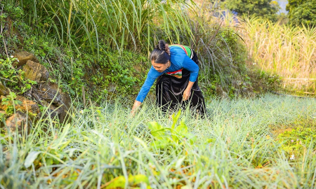 Bà Hà Thị Son tỉ mỉ nhổ cỏ, chăm sóc rau theo hướng canh tác an toàn. Ảnh: Nguyễn Thuấn.
