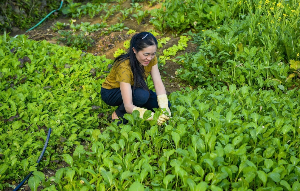 Chị Ngân Thị Hương thu hoạch rau sạch sau khi áp dụng mô hình canh tác không hóa chất. Ảnh: Nguyễn Thuấn.