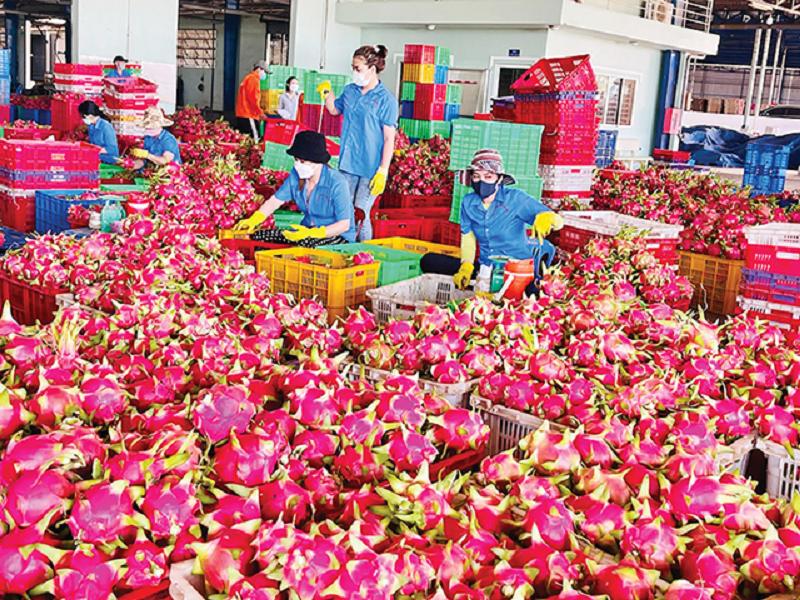 Xuất khẩu thanh long sang EU đang chịu tần suất kiểm tra là 30%.