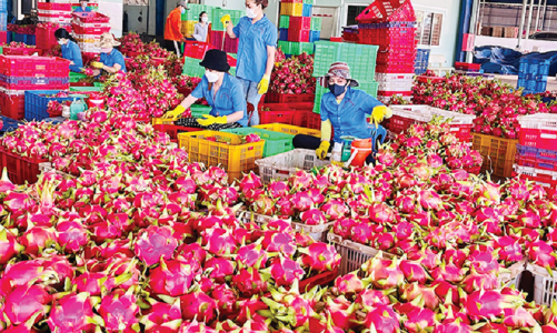 Thanh long xuất khẩu sang EU chịu kiểm tra với tần suất 50% là chưa chính xác