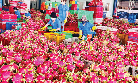 Xuất khẩu thanh long sang EU đang chịu tần suất kiểm tra là 30%.