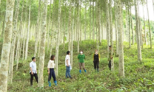 Chuyển đổi vật liệu: Cơ hội chiến lược cho ngành gỗ và xây dựng Việt Nam