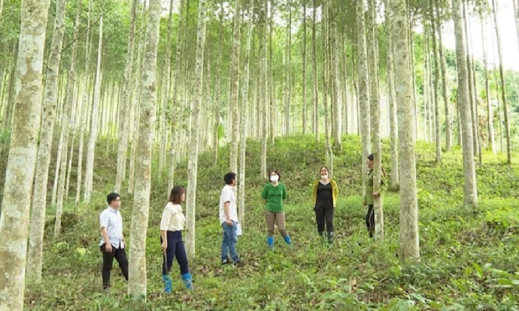 Chuyển đổi vật liệu: Cơ hội chiến lược cho ngành gỗ và xây dựng Việt Nam