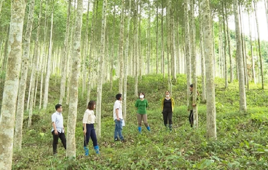 Việc sử dụng gỗ rừng trồng, gỗ có chứng chỉ bền vững là hướng đi quan trọng nhằm đảm bảo nguồn nguyên liệu hợp pháp, minh bạch và bền vững.Ảnh minh họa.
