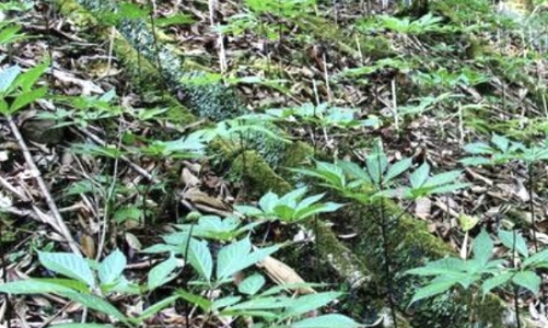 Đà Nẵng đẩy mạnh trồng sâm Ngọc Linh dưới tán rừng