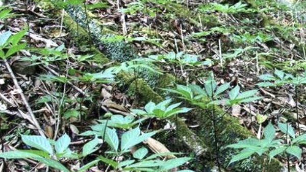 Đà Nẵng đẩy mạnh trồng sâm Ngọc Linh dưới tán rừng