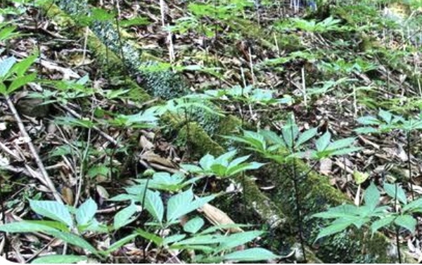 Sâm Ngọc Linh trồng dưới tán rừng Trà My. Ảnh Ngô Anh Văn