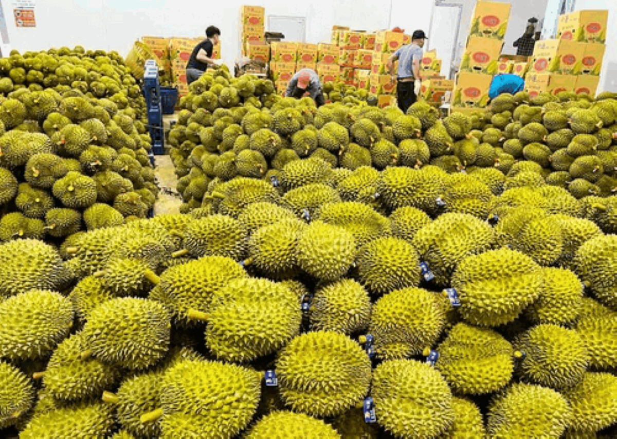 Xuất khẩu sầu riêng sang thị trường Trung Quốc tăng gấp  4 lần so với cùng kỳ năm trước.