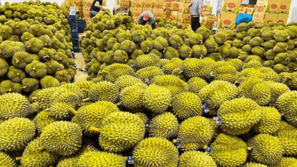 Xuất khẩu rau quả tăng trưởng mạnh, sầu riêng tiếp tục dẫn dắt 