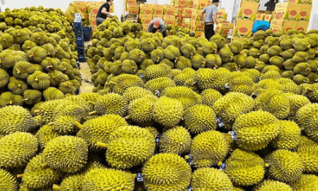 Xuất khẩu sầu riêng sang thị trường Trung Quốc tăng gấp 4 lần so với cùng kỳ năm trước.