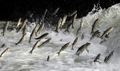 Hành trình di cư của cá bị 