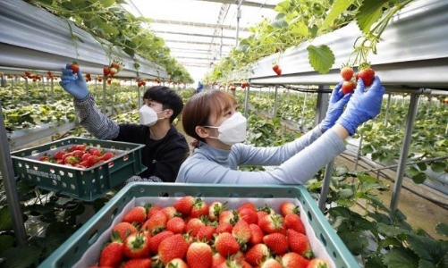 Đi lao động thời vụ tại Hàn Quốc bắt buộc phải tham gia bảo hiểm tai nạn 