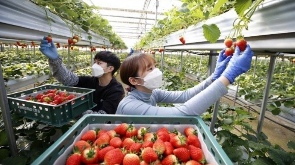 Đi lao động thời vụ tại Hàn Quốc bắt buộc phải tham gia bảo hiểm tai nạn 